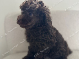 chocolate toy poodles