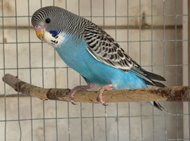 Blackwing split blackface budgie