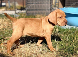 Crufts best in show/Elite Hungarian working lines