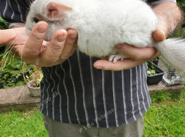 Twin Baby Chinchillas