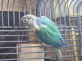 Green cheak conure