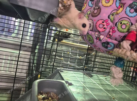 Male and Female leucistic sugar gliders