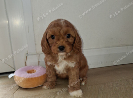 Cavapoo puppys ready to go