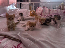 Beautifully kittens ready for new homes