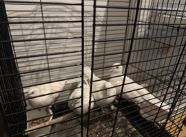 White Java doves for sale