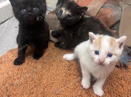 Lovely Kittens