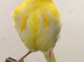 2025 proven hen
