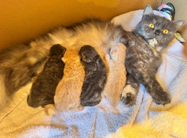 Beautiful fluffy boy mainecoon kitten