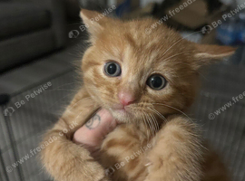 Adorable kitten
