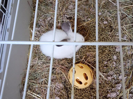 Baby rabbits