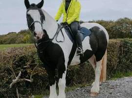 Shire x maxi cob