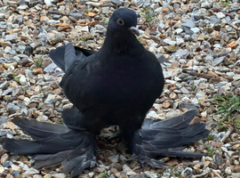Uzbek pigeon