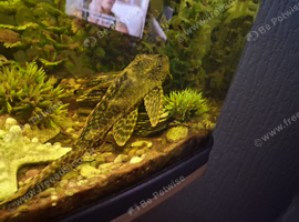 Plecs for sale