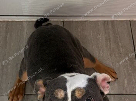 New English bulldog male