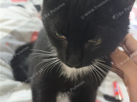 10 weeks old male tuxedo