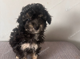2 Poochon puppies looking for their forever home