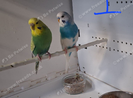 Breeding pairs of budgies