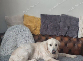 Golden retriever puppies