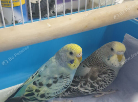 2 Baby budgies for sale with cage