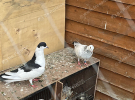 Afghan pigeons for sale