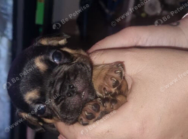 French bulldog 2 girls 1 boy