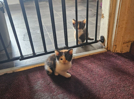 Kittens for sale