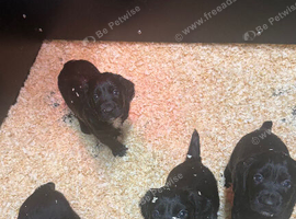 Working cocker spaniel puppies