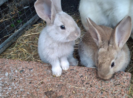Flemish giant rabbits