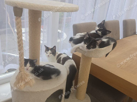 10weeks tabby kittens