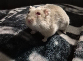 2 russian dwarf hamsters