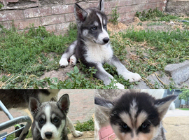 Siberian husky puppies