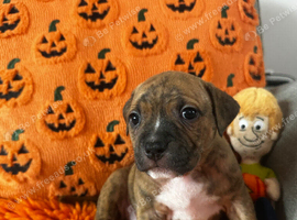 Pocket bully x Staffie pups