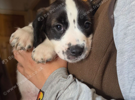 Cocker spaniel puppies READY NOW