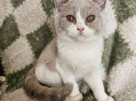 British shorthair girl