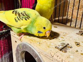 Young budgies