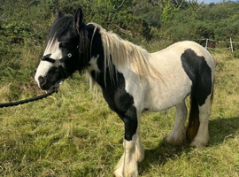 12.1hh cob mare looking for home