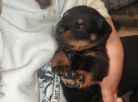 Rottweiler puppies