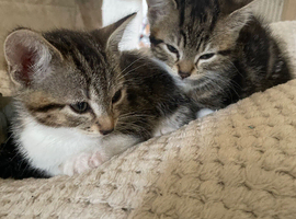 1 boy and 1 girl bengal cross kittens
