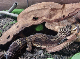 Black Night Female Leopard gecko
