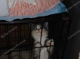 Kittens