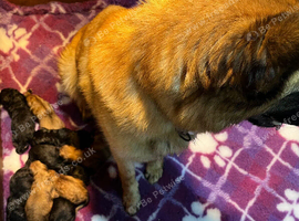German Shepherd Pups