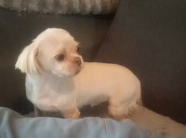 Female imperial shihtzu