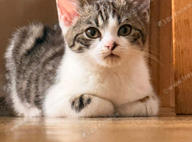 Domestic shorthair kitten