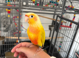 Sun cheek conure
