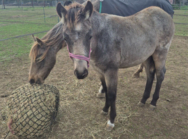 Buckskin roan filly to make 13.2hh