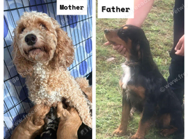 x1 Girl & x4 Boys Available - Cockapoo Puppies