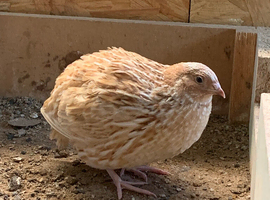 Male Japanese quail looking for its forever home