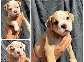 READY TO LEAVE 3 olde English bulldog