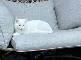 White bengal x
