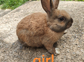 Mini rex x mini lop